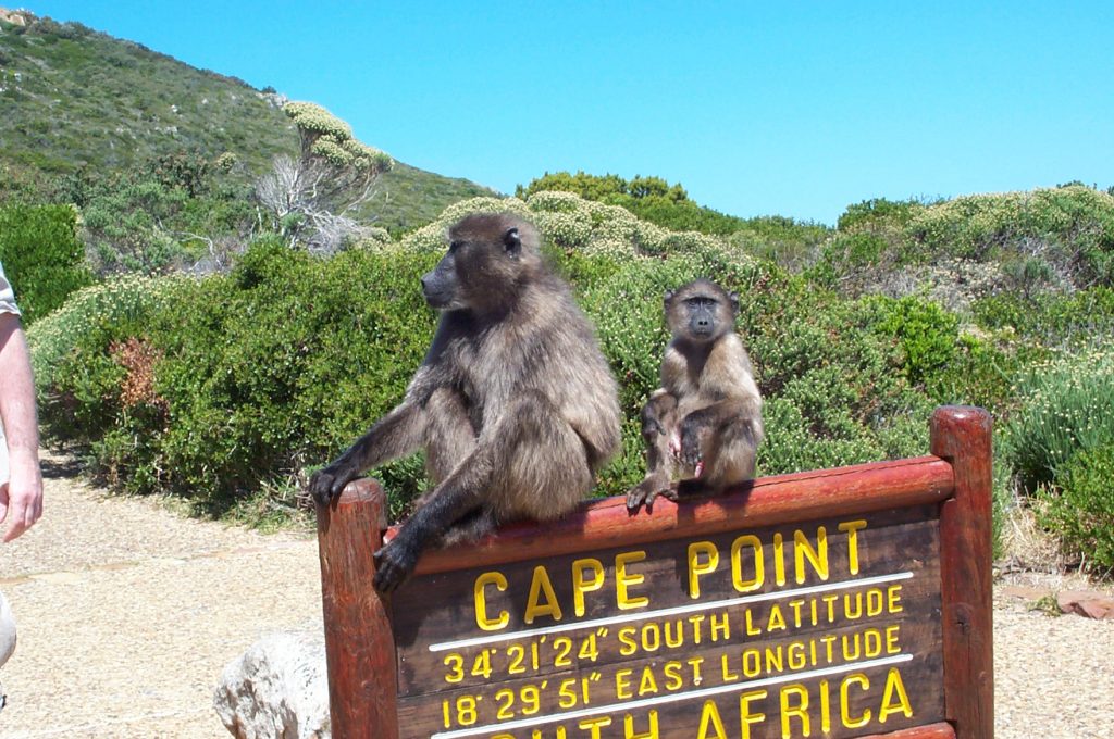 Baboons at Cape Point Nature Reserve