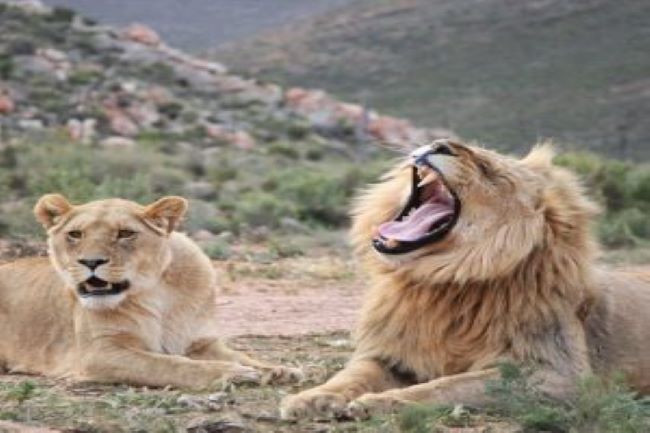 Big 5 Safari Tours in Cape Town