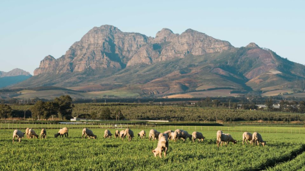 Stellenbosch: Half-Day Wine Tour