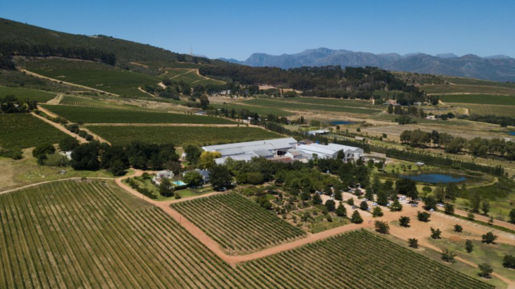 Stellenbosch: Half-Day Wine Tour