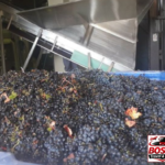 Stellenbosch: Half Day Wine Tour